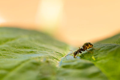Keep Calm in the Kitchen: Bedrock Balm for Ant Bites & Oven Burns