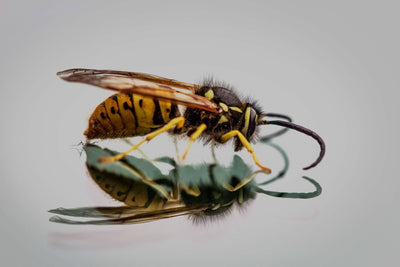 How to soothe a bee sting