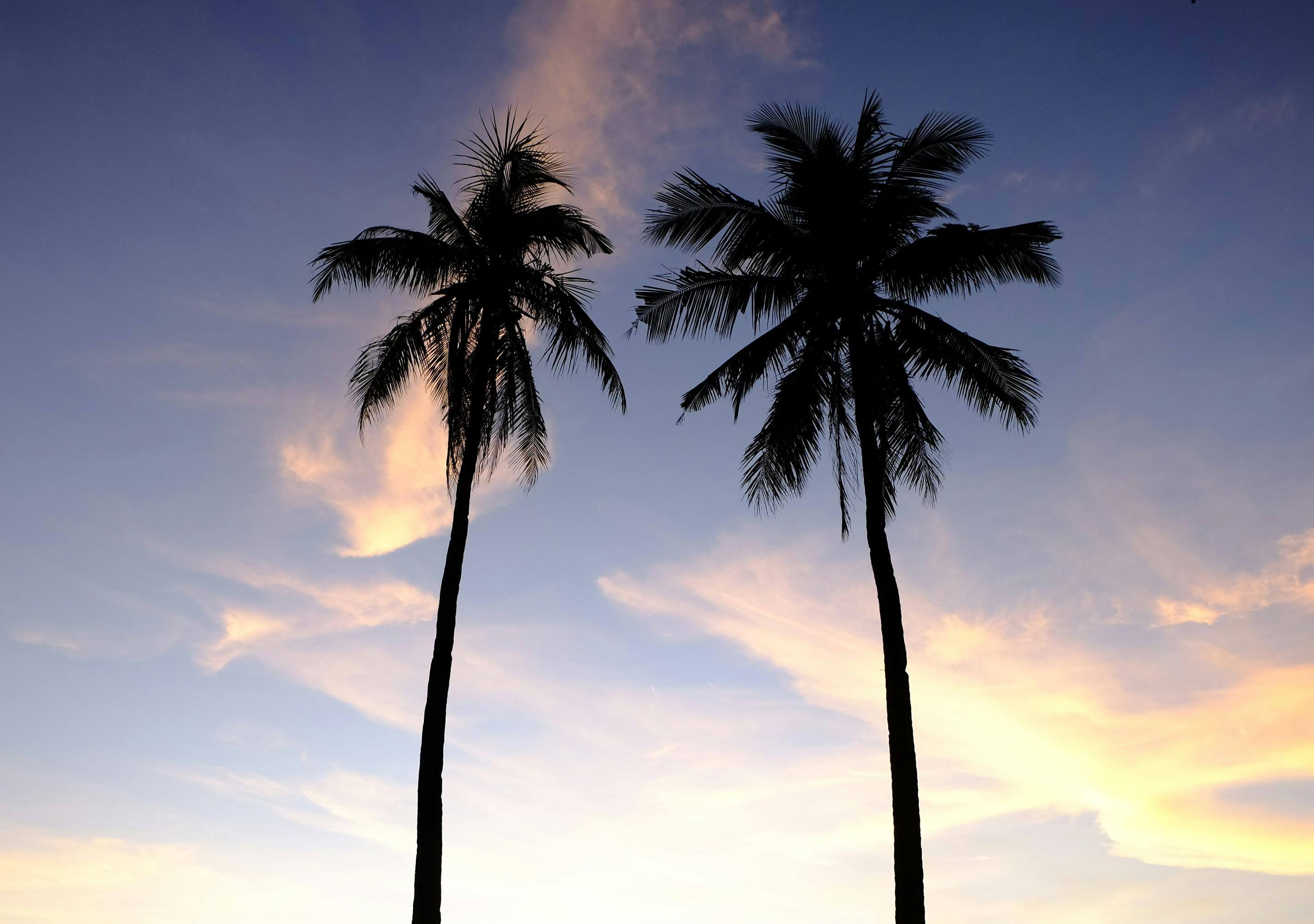 palm trees