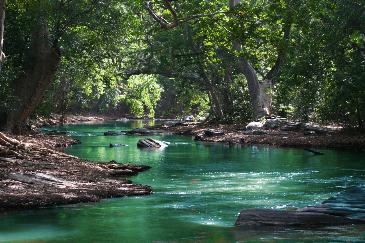 pond and river stream