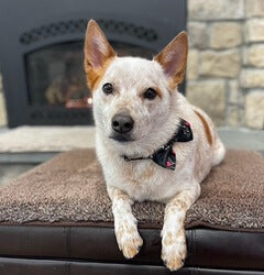 skin ointment for dogs bedrock balm