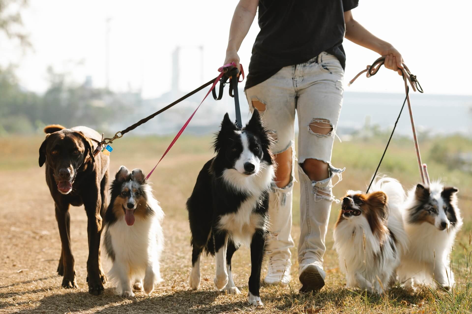 woman walking dogs